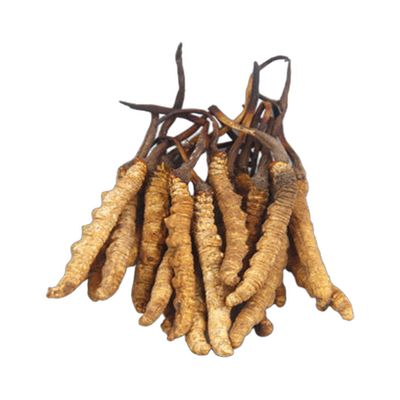西藏特大冬虫夏草王 1安 约110条