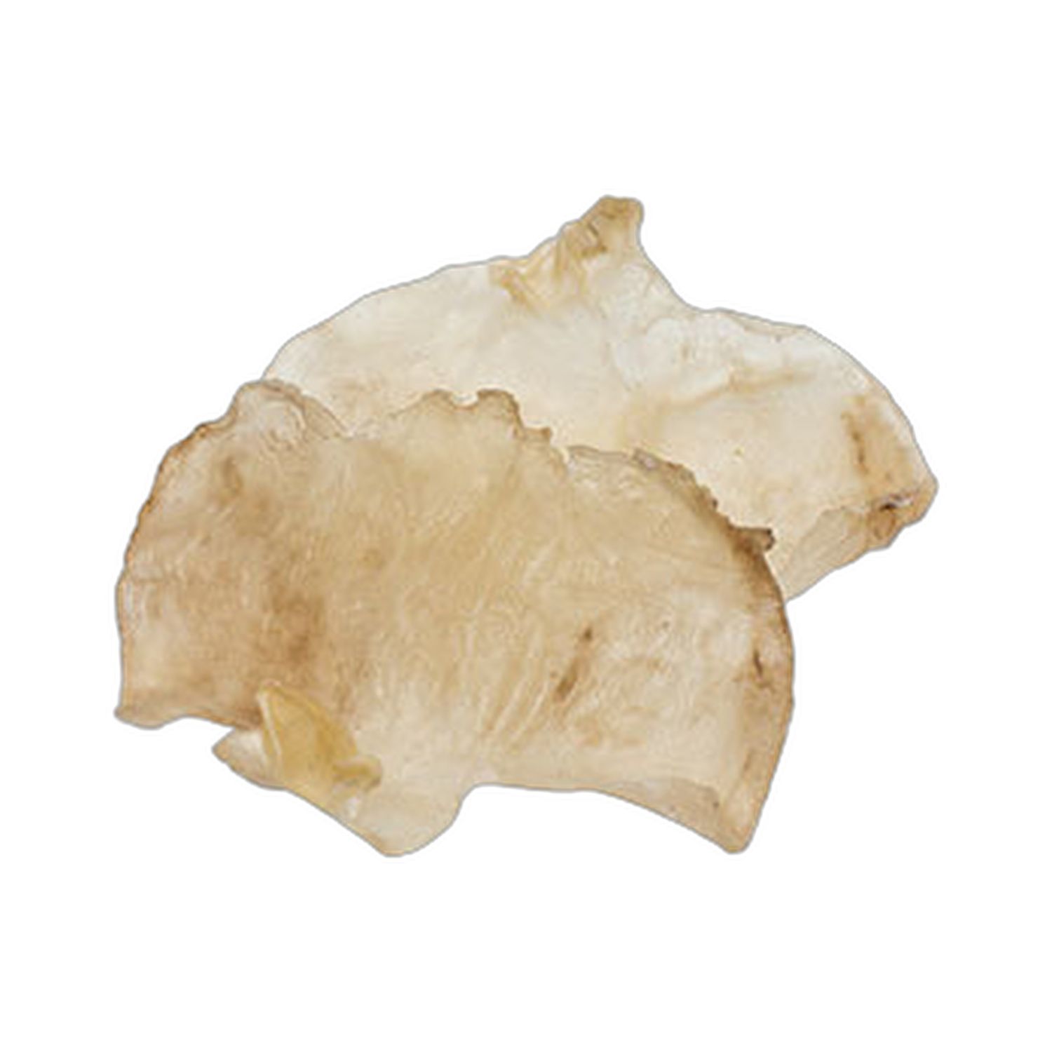 蝴蝶肚 (大) 1磅