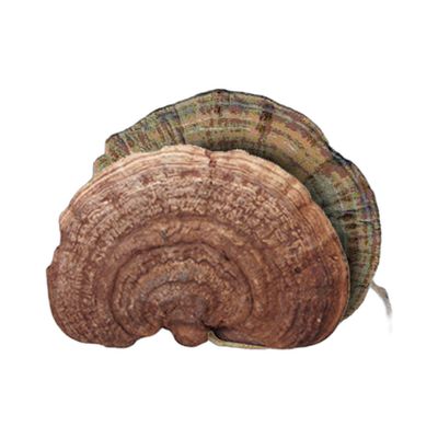 美国野生平盖灵芝 1磅