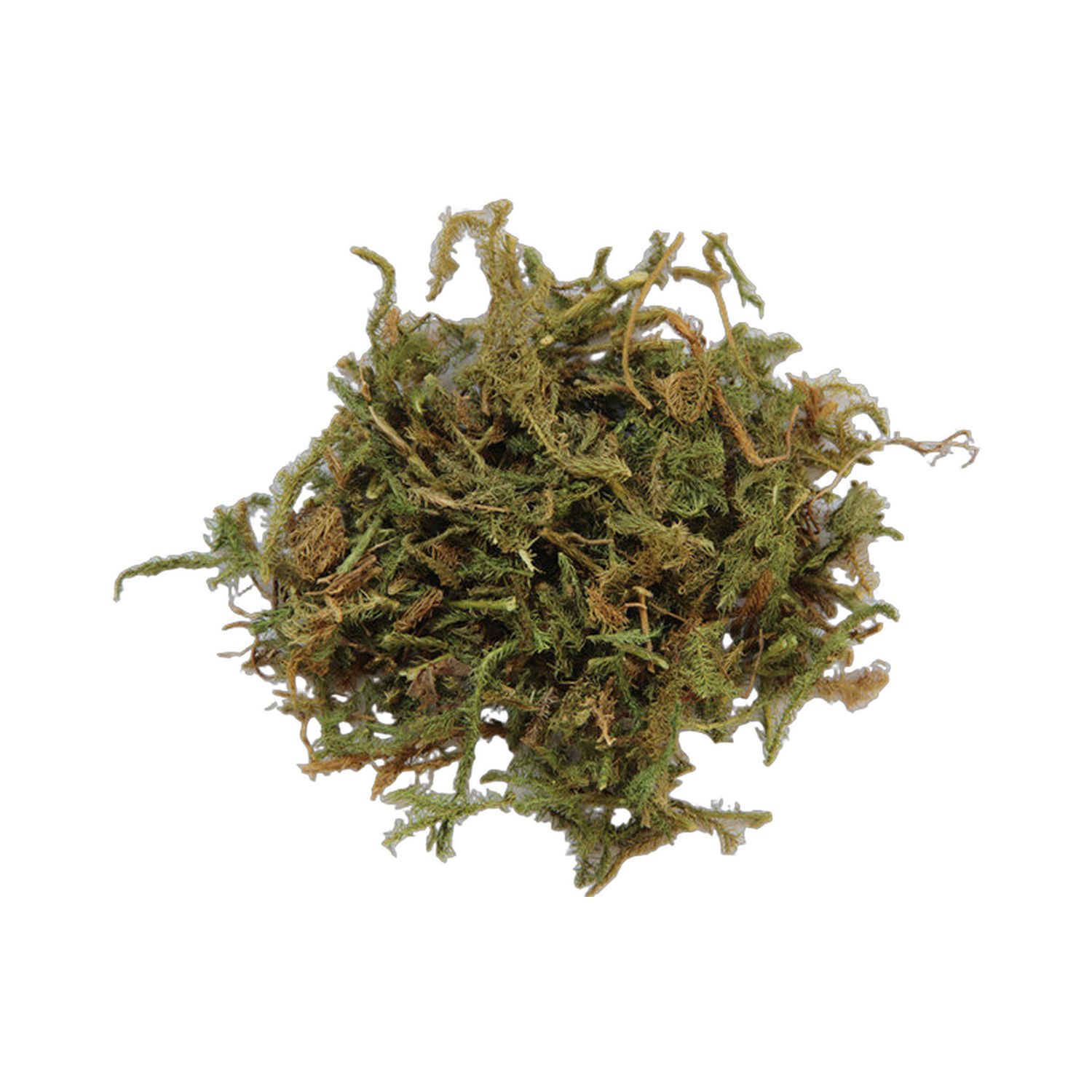 伸筋草 1磅