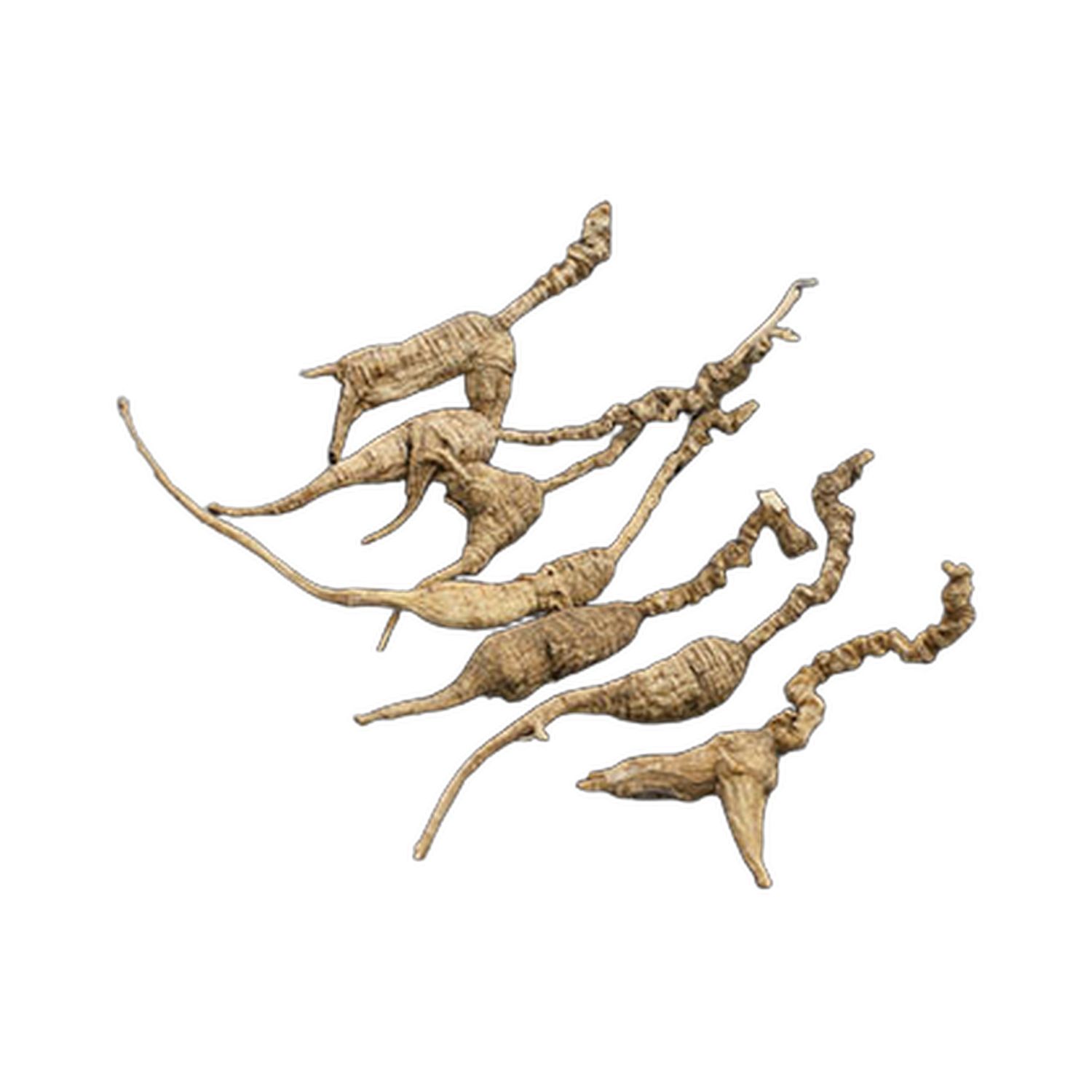 美国原枝-野山参 (1枝) 1/8 安士