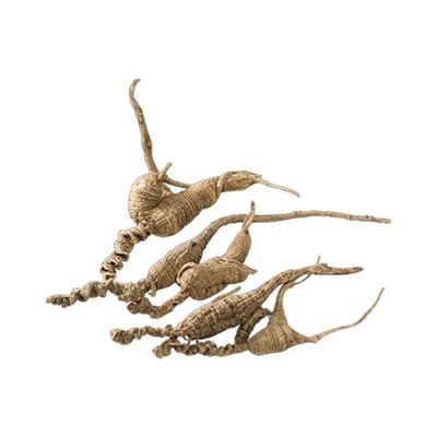 美国原枝-野山参 (1枝) 1/4 安士