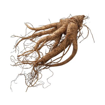 新鲜花旗参 1 磅 袋装