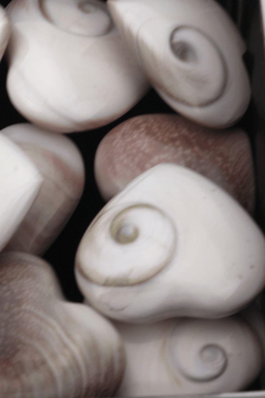 Shiva Shell Hearts