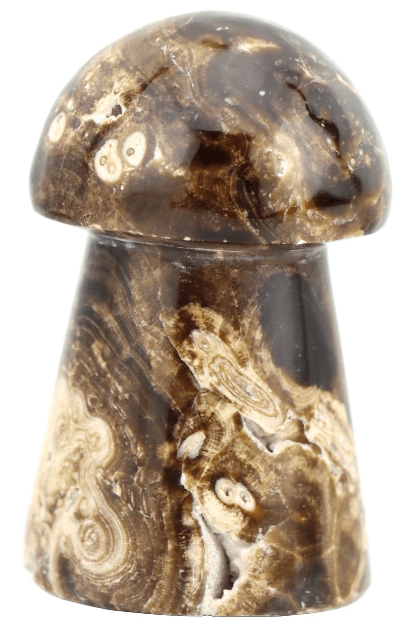 Brown Aragonite Mushroom BAM01