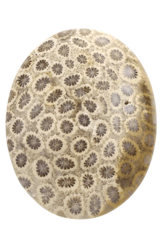 Fossil Coral Palm Stone FCP01