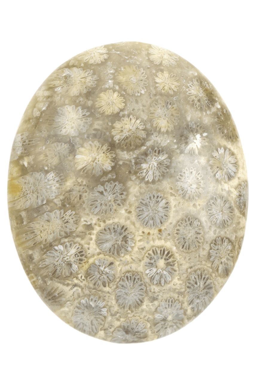 Fossil Coral Palm Stone FCP02