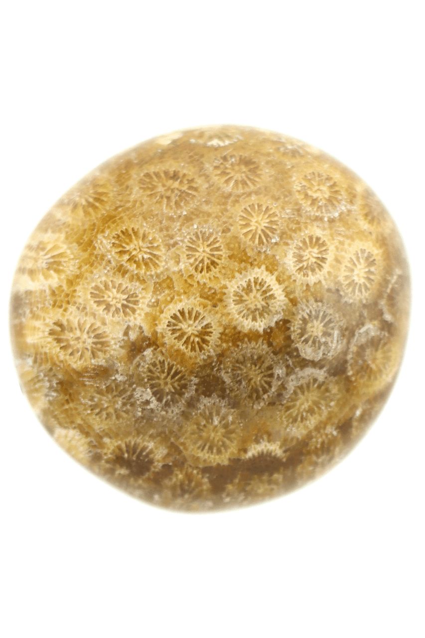 Fossil Coral FCLP02