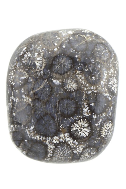 Fossil Coral FCLP04