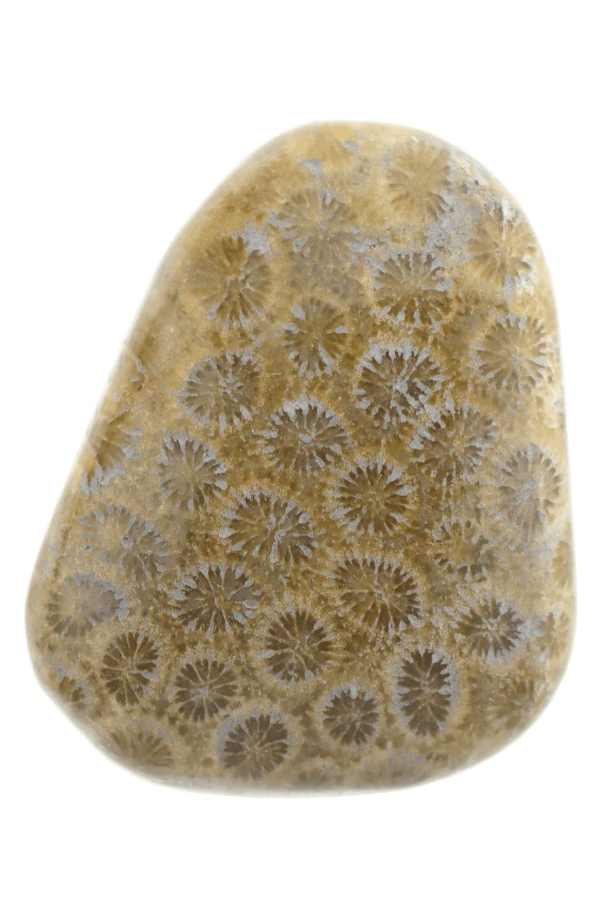 Fossil Coral FCLP06