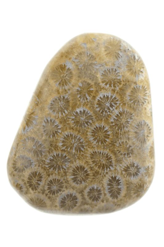 Fossil Coral FCLP06