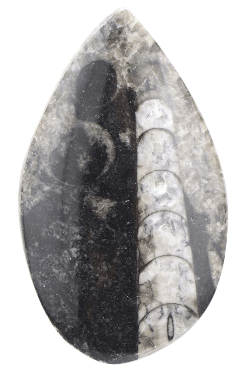 Orthoceras ORCP02