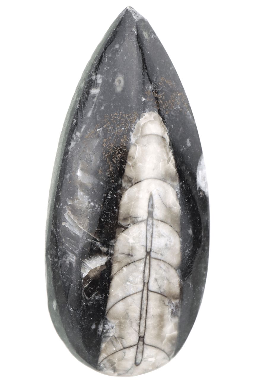 Orthoceras OTCF02