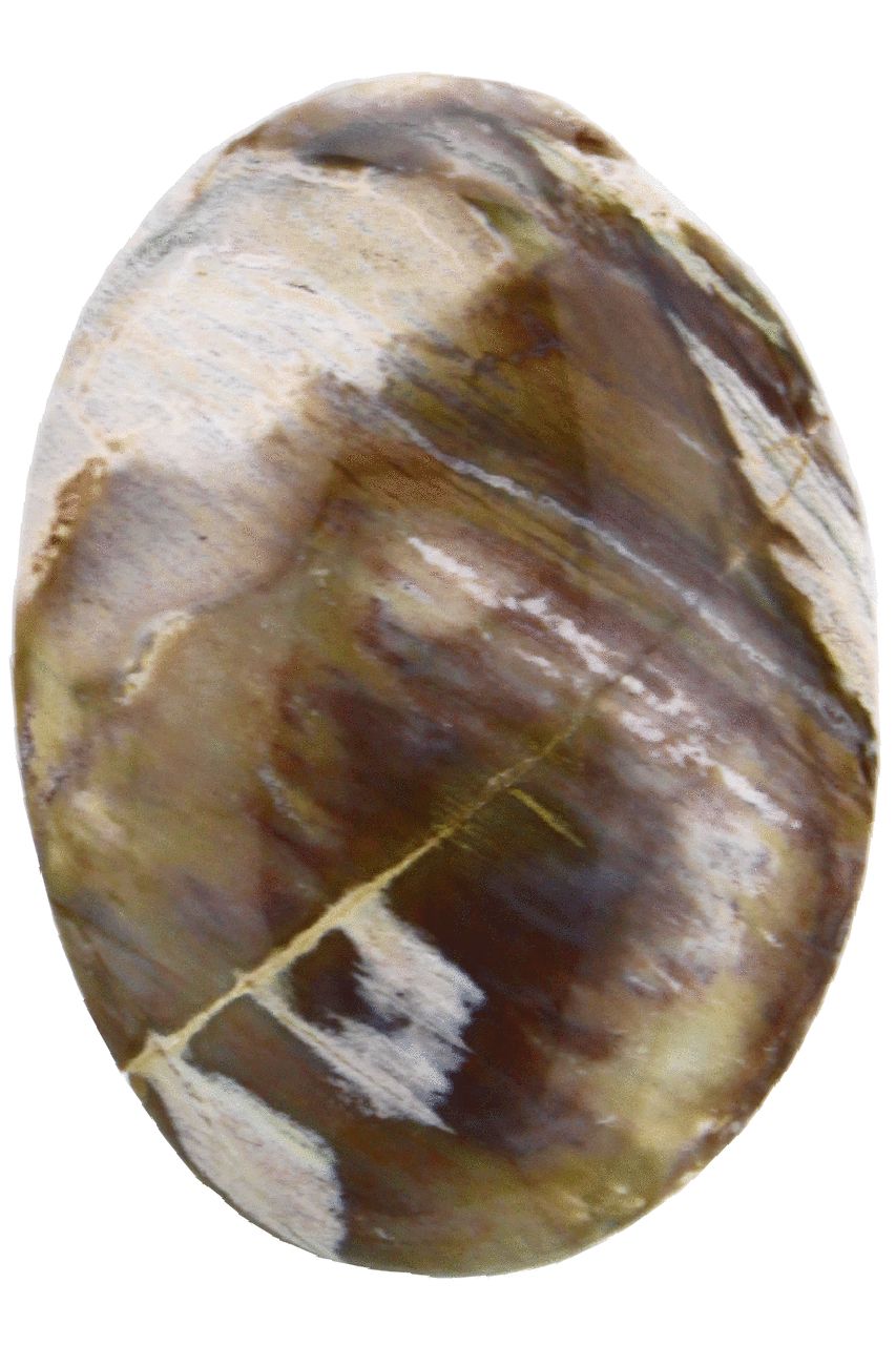 Petrified Wood Palm Stone PWP07