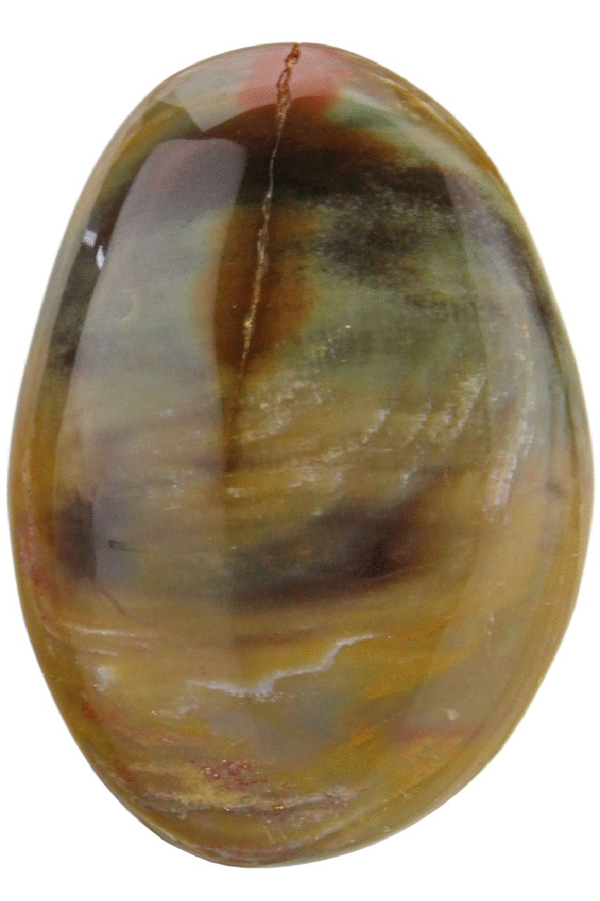 Petrified Wood Palm Stone PWP08
