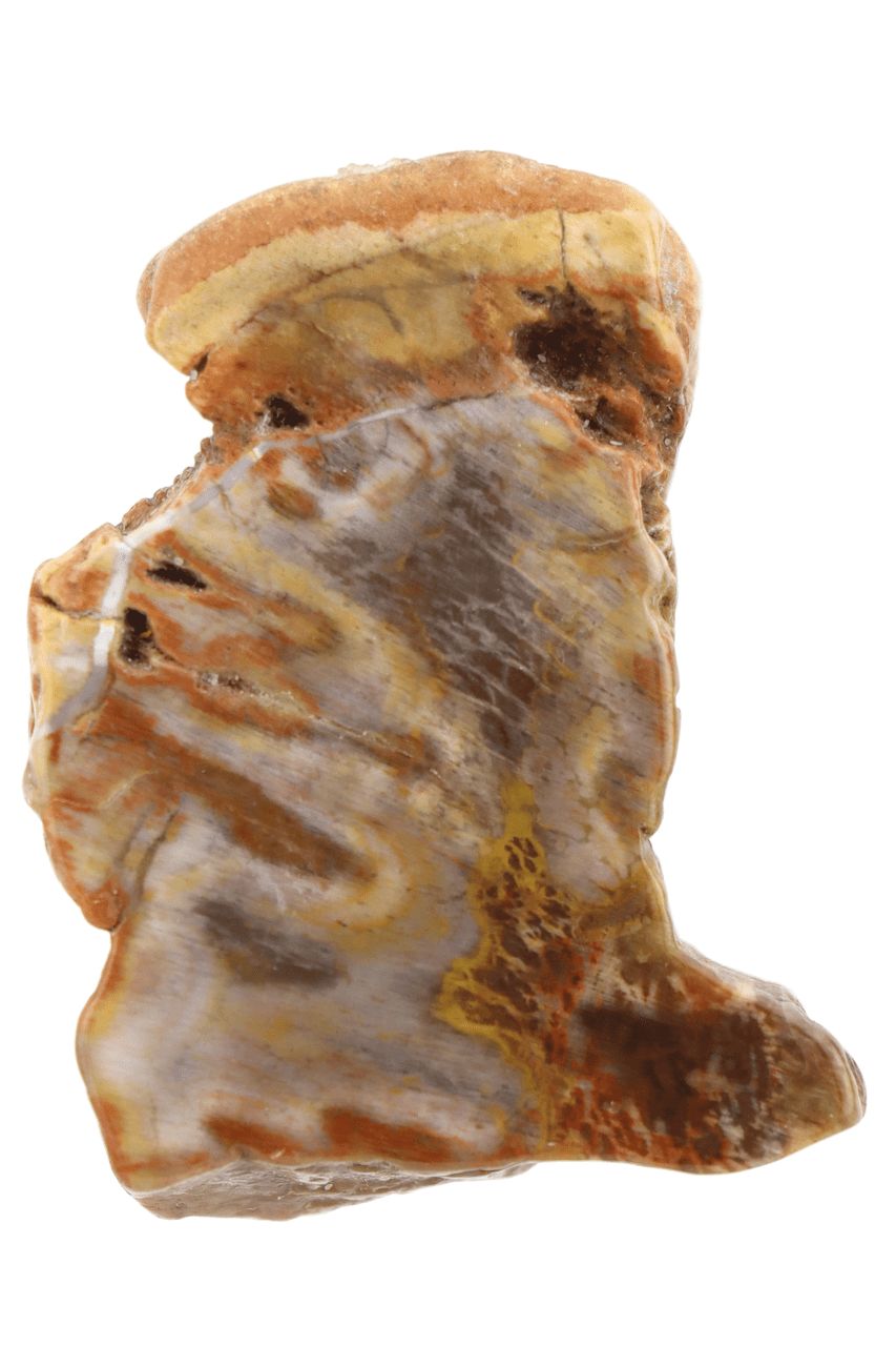 Petrified Wood Slab PTWS05