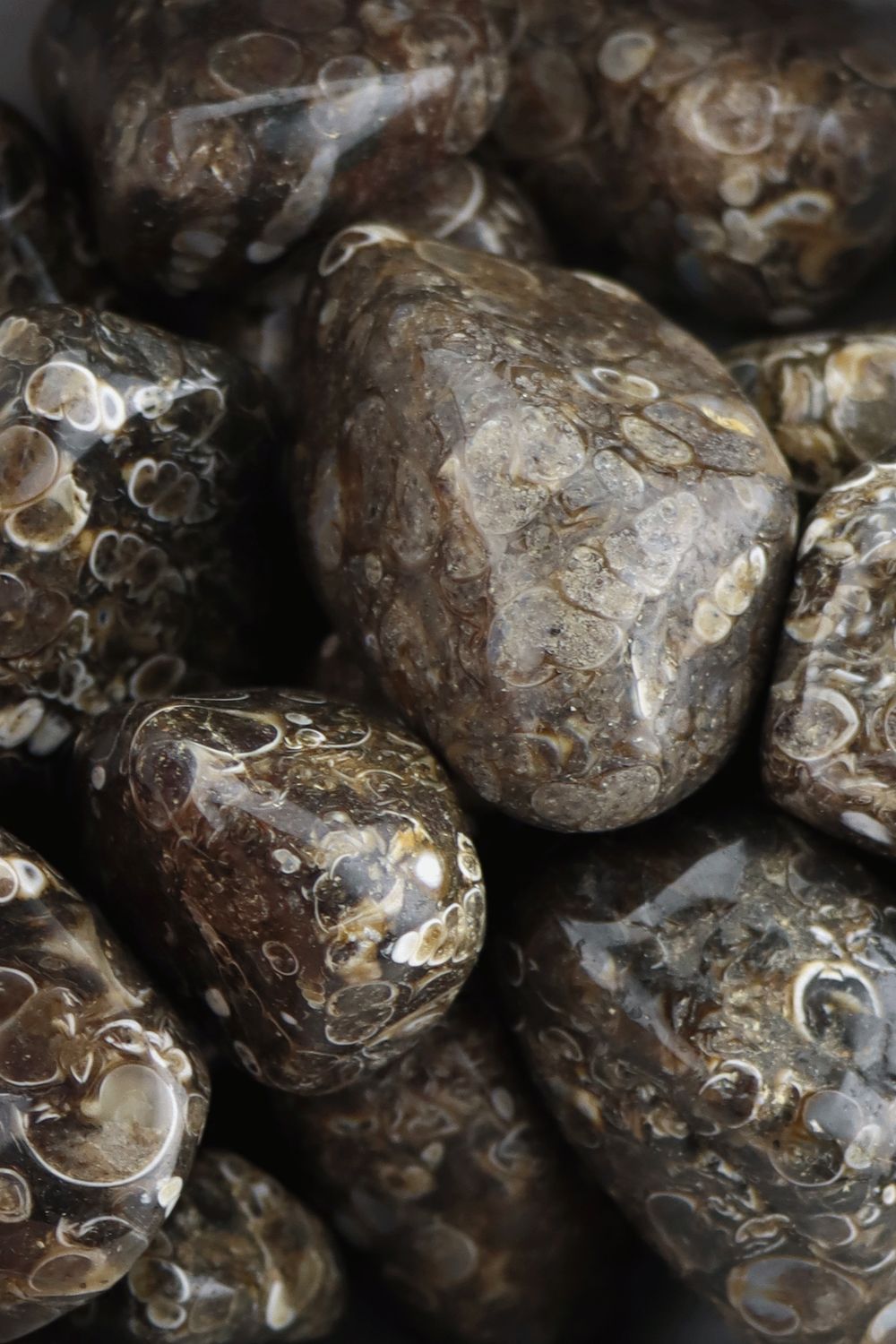 Turitella Agate