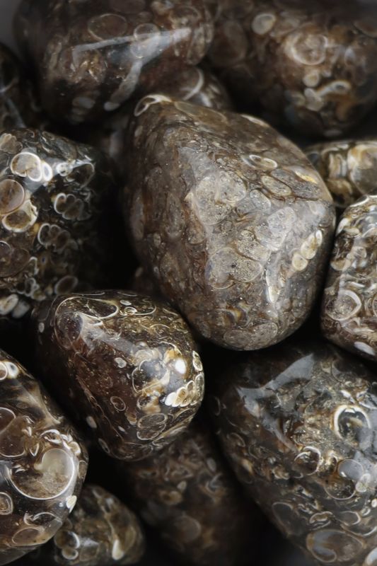 Turitella Agate