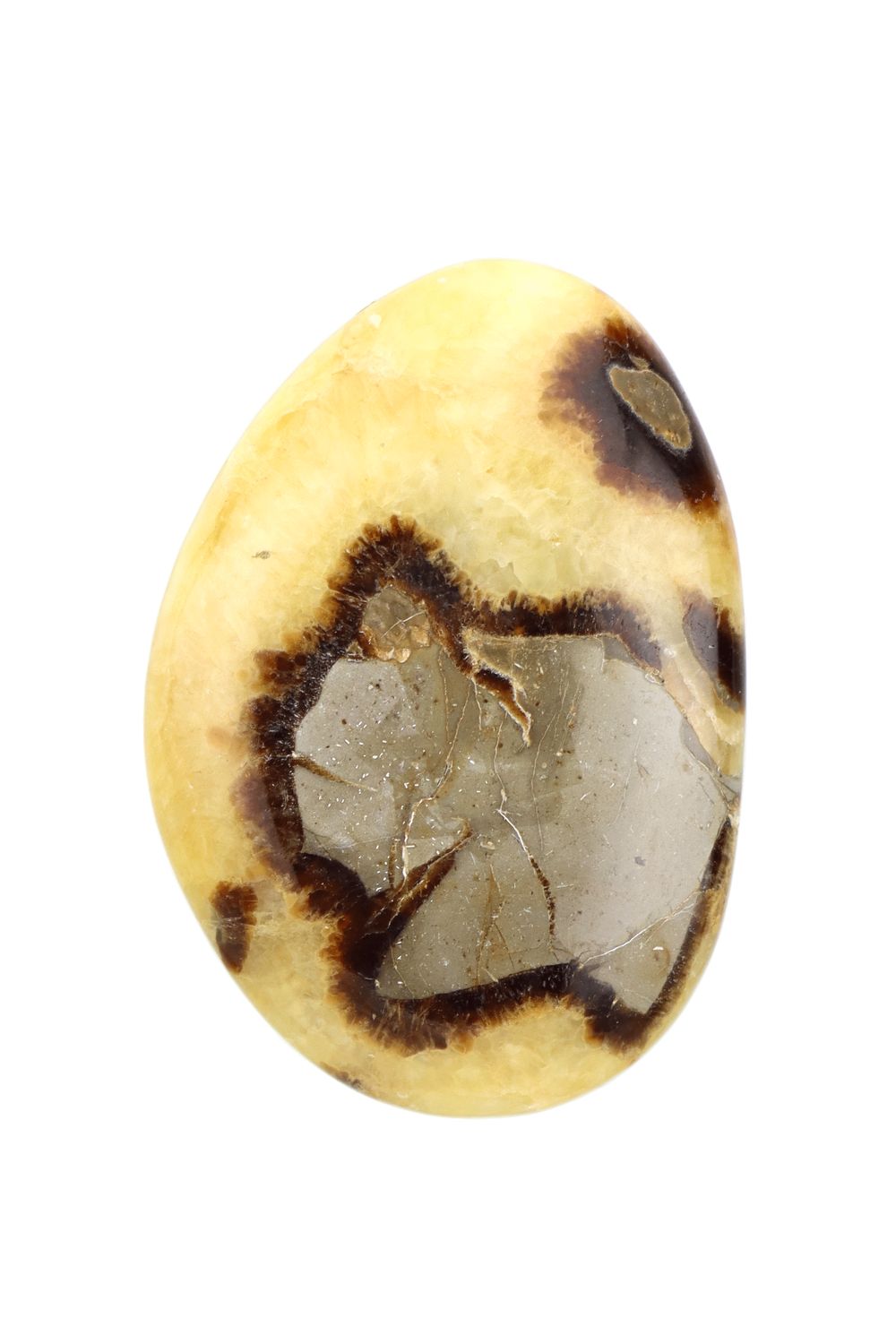 Septarian Palm Stone PS46