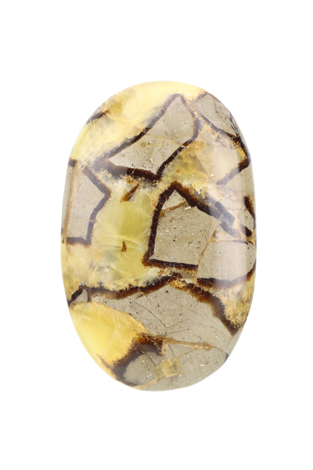 Septarian Palm Stone SPT01