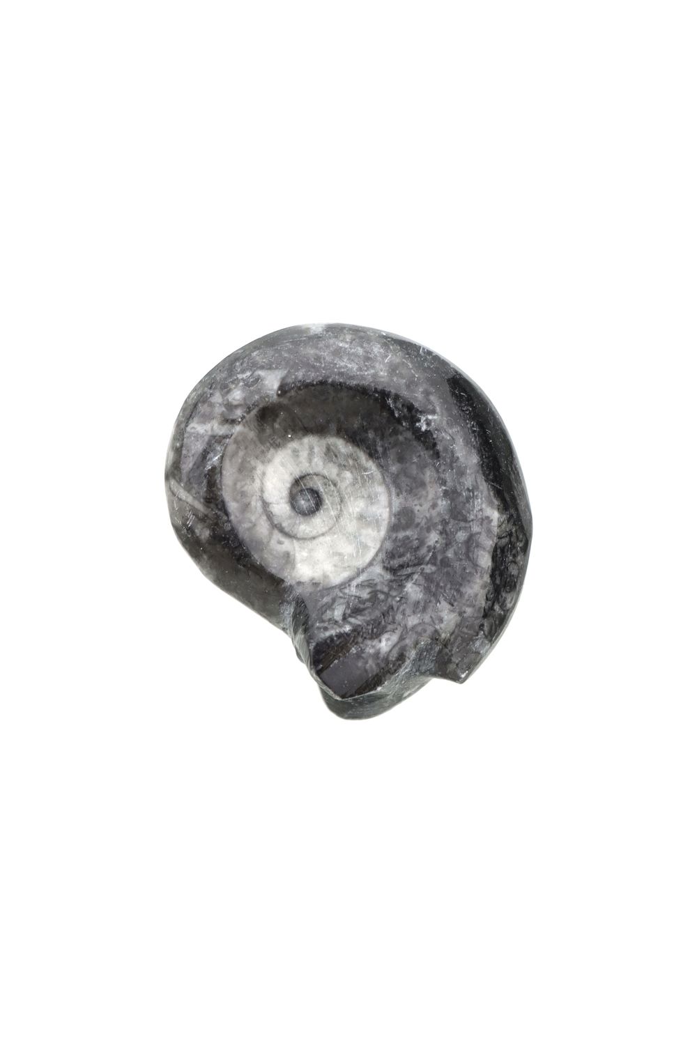 Goniatite GNTR01