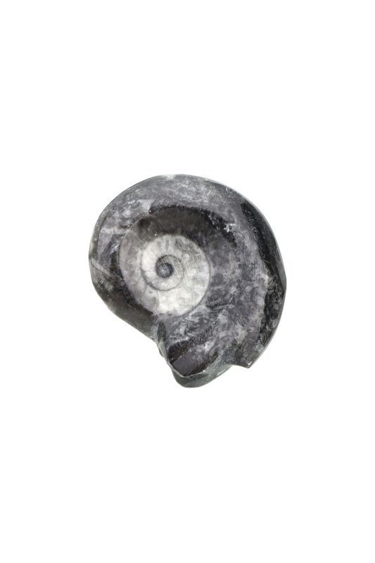 Goniatite GNTR01