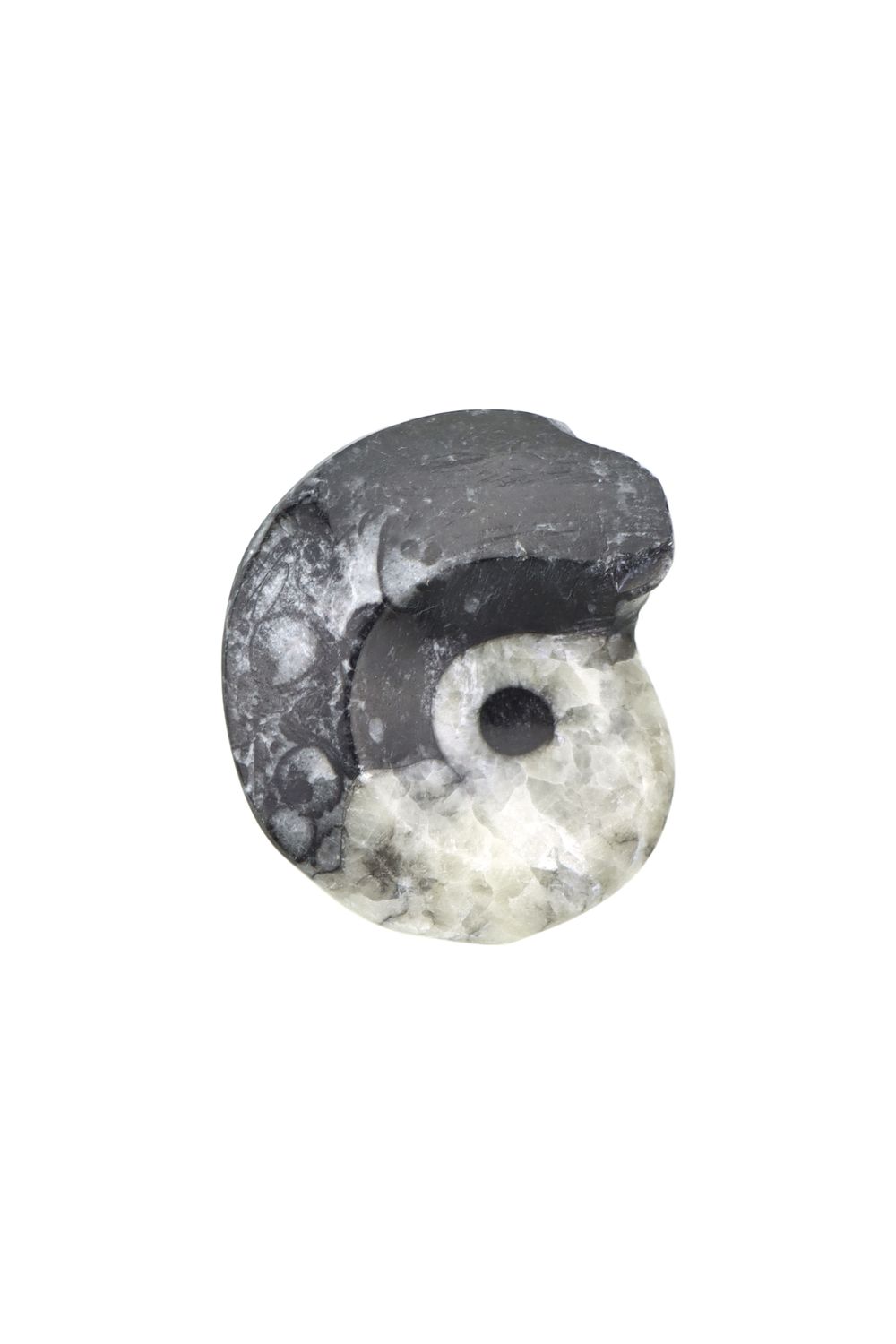 Goniatite GNTR02