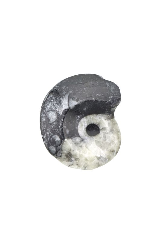 Goniatite GNTR02