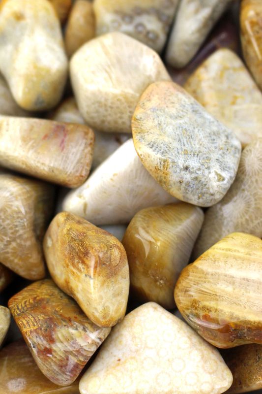 Agatized Coral