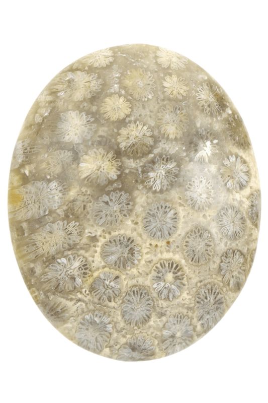 Fossil Coral Palm Stone FCP02
