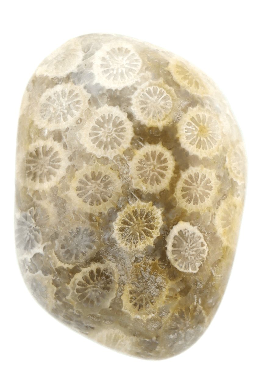 Fossil Coral FCLP03