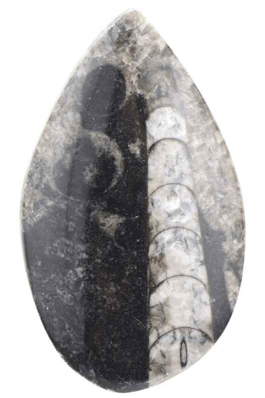 Orthoceras ORCP02