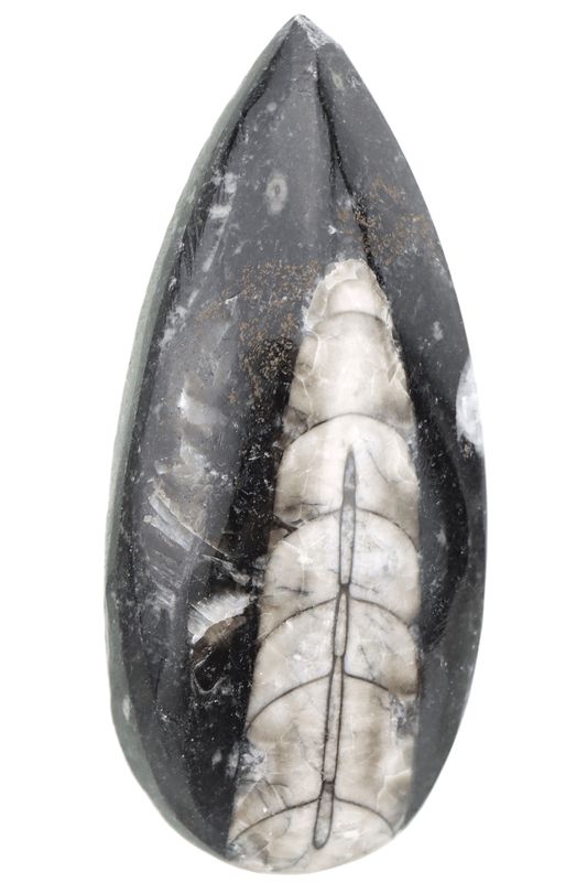 Orthoceras OTCF02