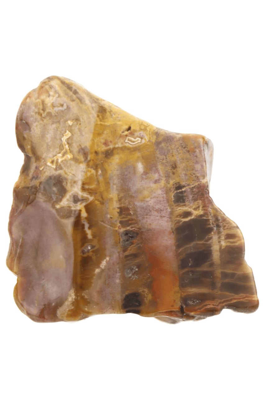 Petrified Wood Slab PTWS02