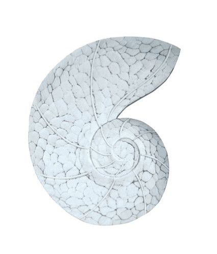 CW131 Nautilus Whitewashed