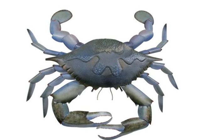 CA797 Blue Claw Crab (XL)