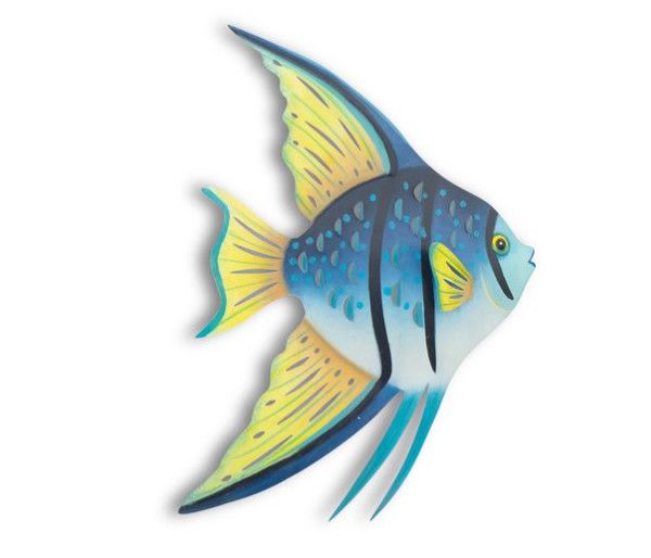 CA078R Right Facing Blue Angelfish