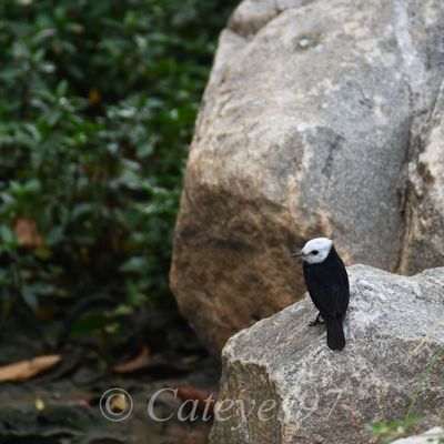 Poster Photo carré (30x30) - non encadré