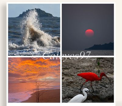 Symbiose de la nature - Toile carrée 50x50 avec 4 photos Symbiose de la nature - Toile carrée 50x50 avec 4 photos