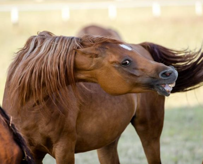 Immunsystem og hormoner