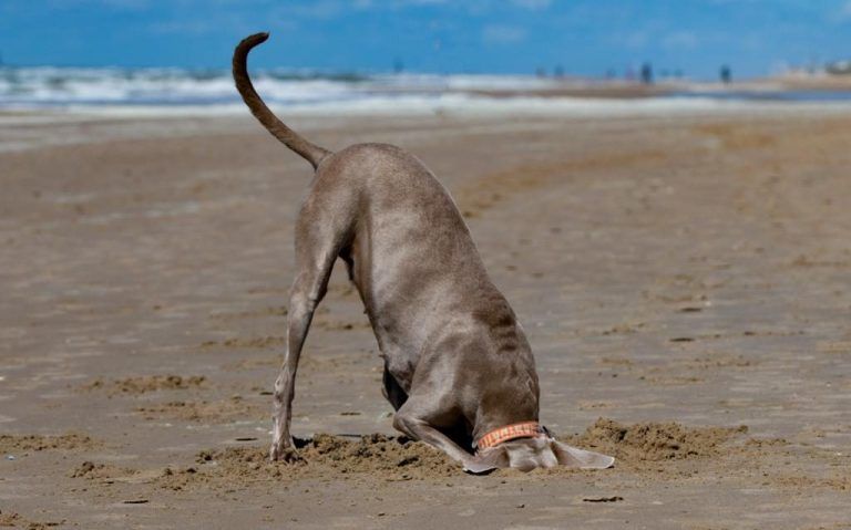 Texel 09.04.2027 bis 16.04.2027