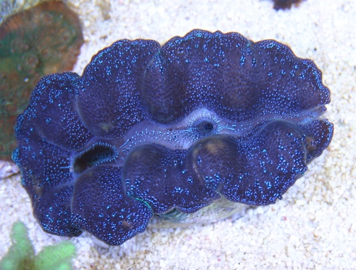 Blue Speckeled Crocea Clam 3&quot; WYSIWYG
