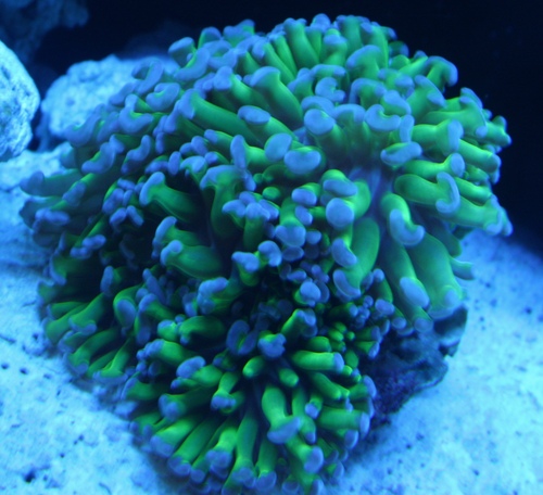 Hammer Head Coral WYSIWYG