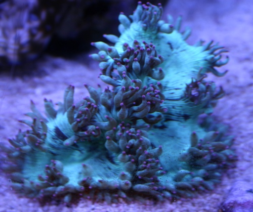 Elegance Coral Austalia Pink Tip WYSIWYG