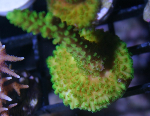 Ora Bali Slimer Acropora WYSIWYG