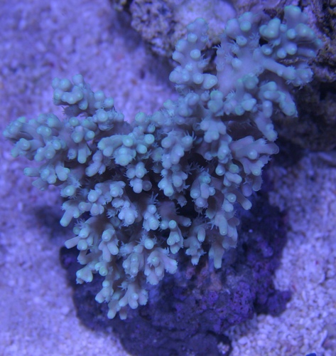 Ultra Deepwater Acropora Coral (Acropora echinata) WYSIWYG