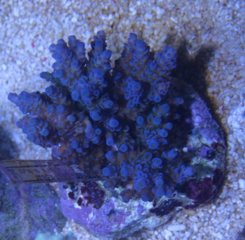 Maricultured Coral Colony Blue WYSIWYG