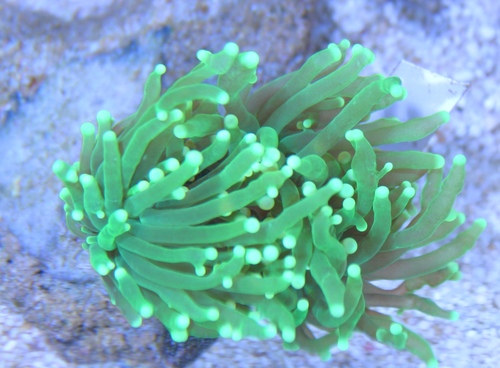 Green Torch Coral 3 heads WYSIWYG