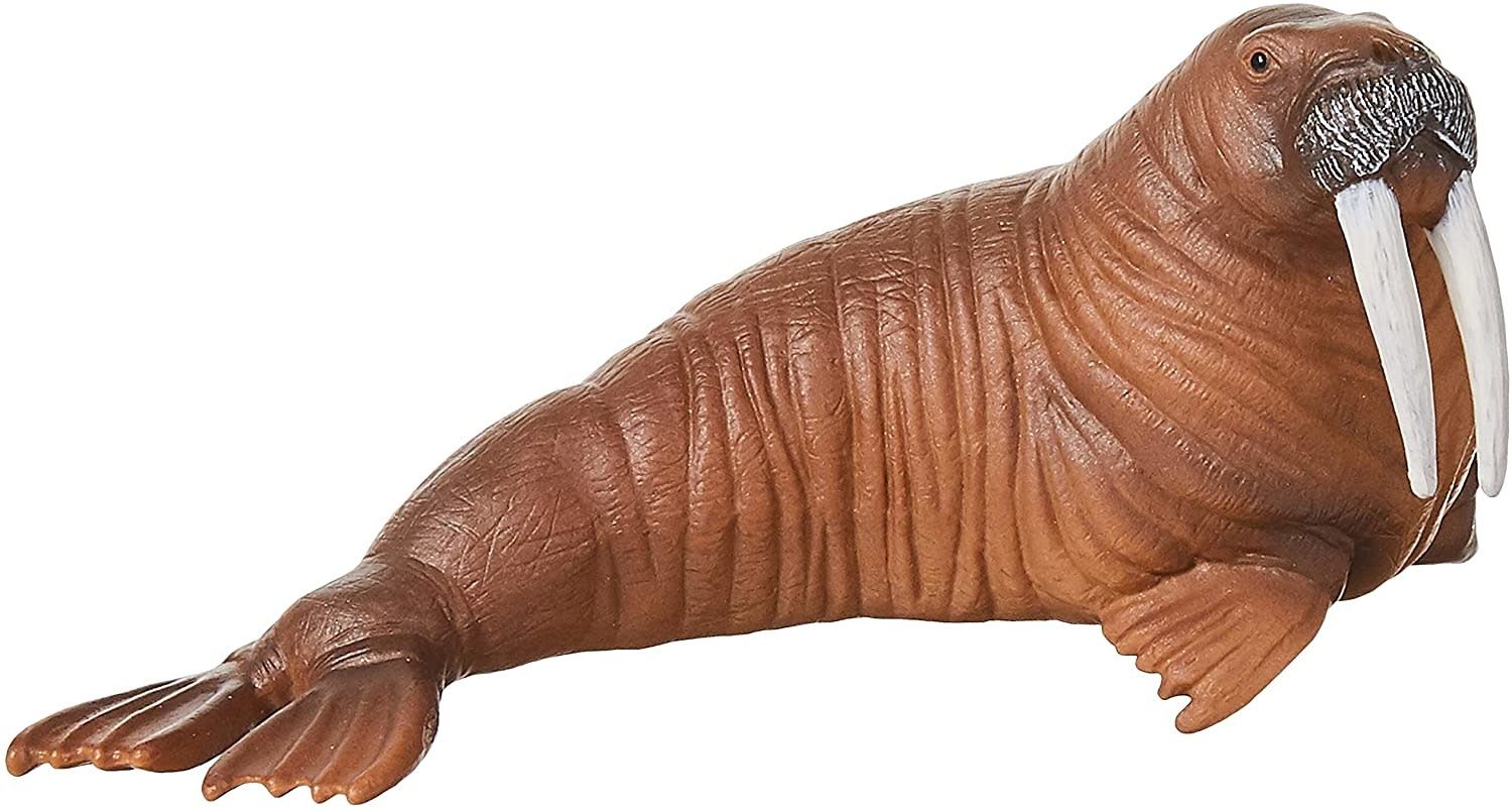 Walrus