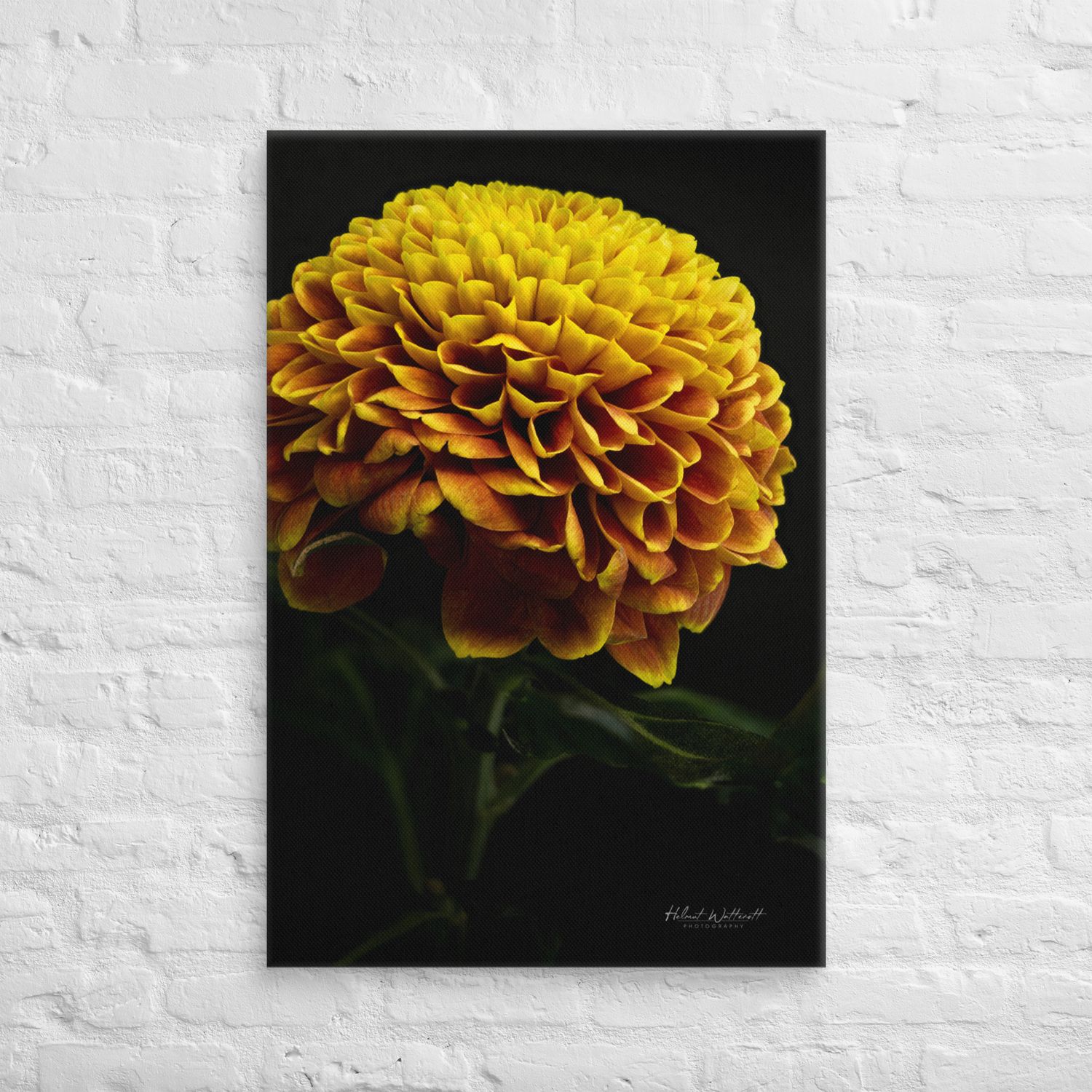 Yellow Dahlia flower on canvas print